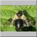 Abia fasciata - Keulhornblattwespe 01a.jpg